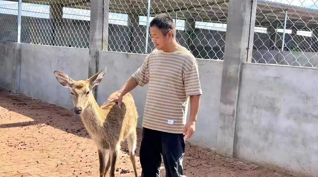 奔驰宝马游戏不输的玩法